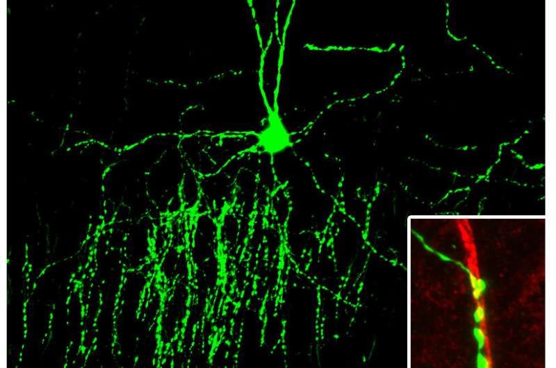 Puntea moleculară mediază specificitatea inhibitoare a sinapselor în cortex