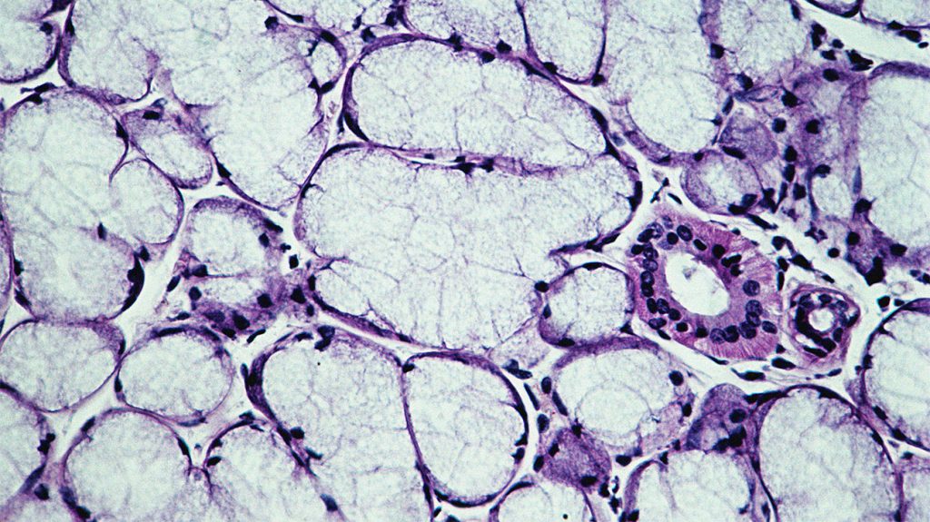 Svetelný mikrograf ľudskej slinnej žľazy, buniek hlienu a potrubia