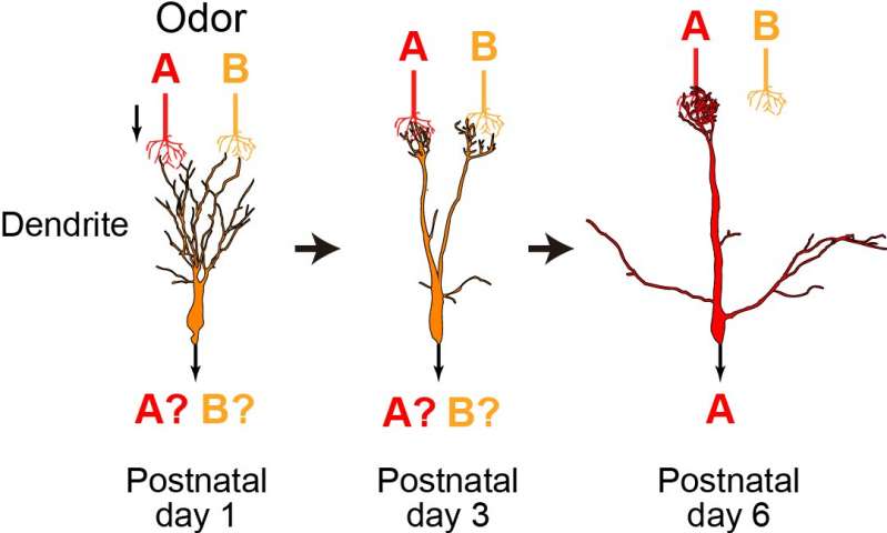 Bonsai biomolekuler: Mengontrol pemangkasan dan penguatan cabang neuron