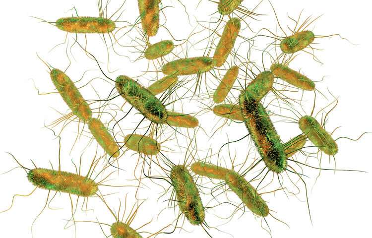 Terugkerende infecties van salmonella kunnen leiden tot colitis