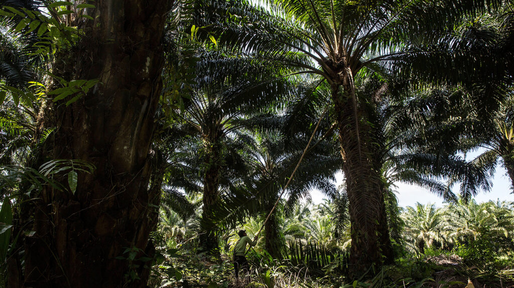 palmiõli istandus