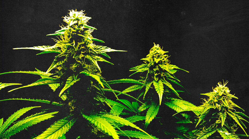 Die Cannabispflanze